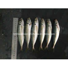 Novo pescado redondo Scad para venda (14-18cm)